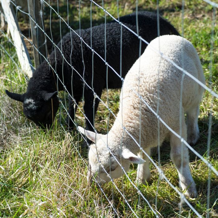 Ogrodzenie dla owiec 100 m x 1,2 m x 2/2,5 mm