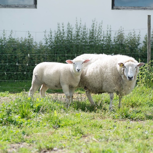Ogrodzenie dla owiec 100 m x 1,2 m x 2/2,5 mm