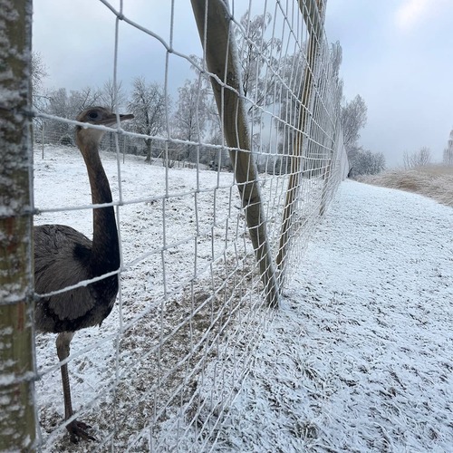 Płot przeciw dzikiej zwierzynie