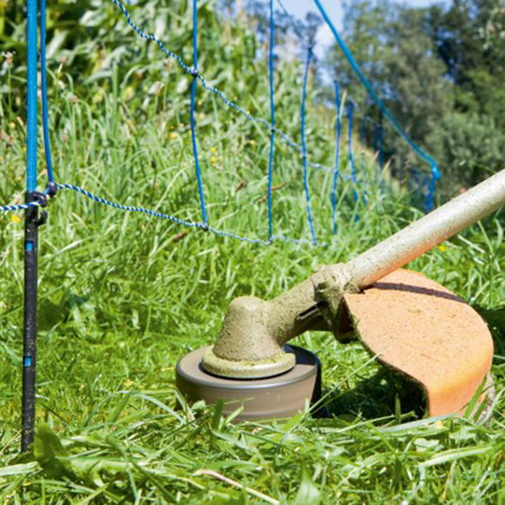 Pastuch na dziki, 50 m