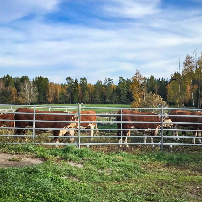 Przenośna bramka z podporą łukową