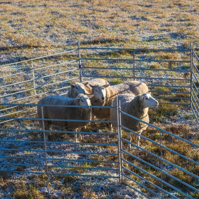 Bramka dla owiec 2,0 m